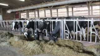 The Genetics of Milk Production in Dairy Cattle