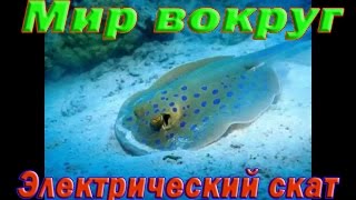 Электрический скат. Самые опасные обитатели океана. Морской мир.