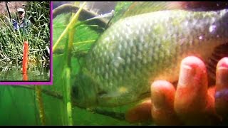 ПОКЛЕВКИ на поплавочную удочку. Fishing. Ловил на опарыша, червя. клубничнуя прикормка, Рыбалка