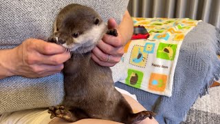 カワウソの可愛いCMの真似をカワウソがした An otter imitated a cute otter commercial.