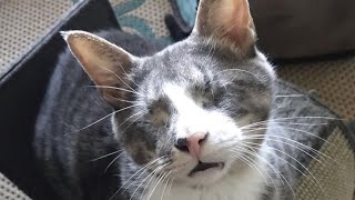 This blind, wobbly cat also happens to be really happy