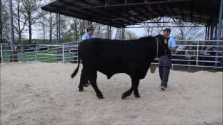 Výběry plemenných býků na farmě Šumavský Angus Soběsuky 07 05 2013
