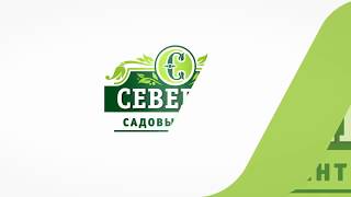 Хвойные растения. Туя западная Смарагд.