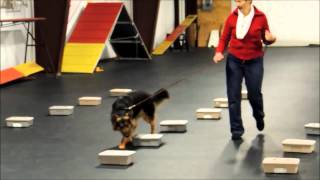 Bohemian Shepherd Zanna - Scent Detection Jan 2015