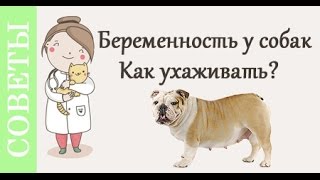 Беременность собак, как ухаживать? Советы ветеринара.