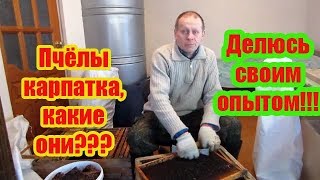 ???2020 г.МОЯ РАБОТА С КАРПАТСКОЙ ПЧЕЛОЙ НА МОЕЙ ПАСЕКЕ. ТЕСТ КАРПАТКИ С МУКАЧЕВО.