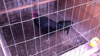 Gallos de pelea Ixtapaluca Pollo Mug.
