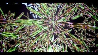 Miguel CHEVALIER Trans-Natures, Fractal Flowers et Sur-Natures 2014