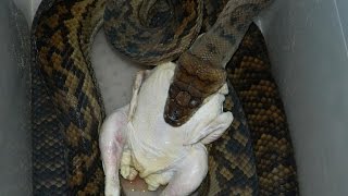 Scrub Python eating a chicken