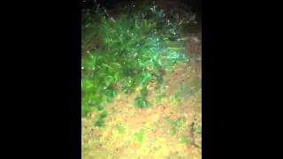 Chuy peeing on frog