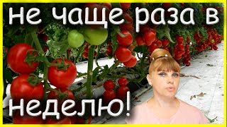 ХОЧЕШЬ добиться больших урожаев ТОМАТОВ /ПОМИДОР/?! И не только...