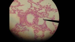 Pictures of Slides, Cat, Digestion, Stomach, Male, Female.... Exam 4