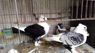 Oriental frill satinette pigeon family