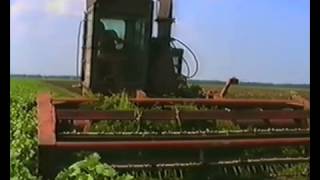 КСП Кохане1996 mp4