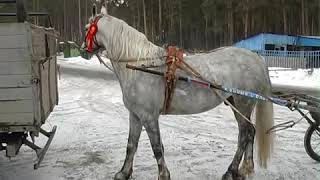 Цыганские лошади