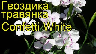 Гвоздика травянка Конфетти Вайт. Краткий обзор, описание diantus deltoides Confetti White