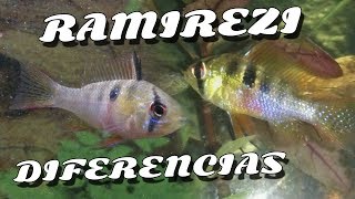 Ramirezis diferencias de sexo Macho y Hembra