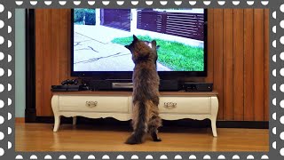 Вечерний сеанс котика Вилли. Кот и телевизор.