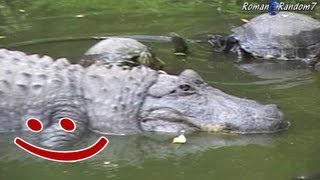 Turtle fight, Черепашья драка