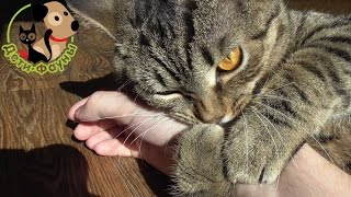 Злой кот Сэм / Angry cat