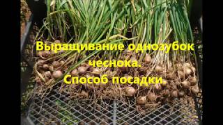 Выращивание однозубок чеснока. Часть 1