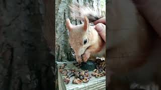Ещё одна ласковая белка / Another affectionate squirrel