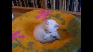 Никто не может помешать месячному котёнку умываться! Тайские кошки - это чудо! Funny Cats