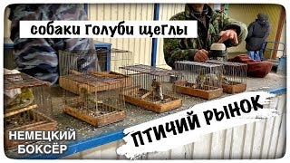 ПТИЧИЙ РЫНОК САДОВОД / СНИМАТЬ ЗАПРЕЩЕНО / СОБАКИ, ГОЛУБИ, ЩЕГЛЫ
