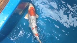 Boddington Koi - Yamatonishiki JK-15324