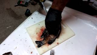 Learning SEX, TRADITION and FILLETING FISH all in one unique tutorial
