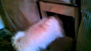 Koa's butt