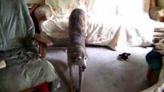 How Do You Calm Down a Greyhound?