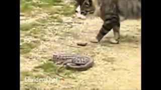 Драка кота против змеи