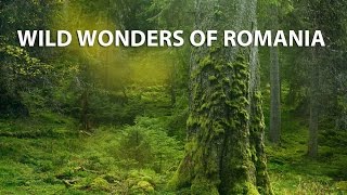 Save Paradise Forests
