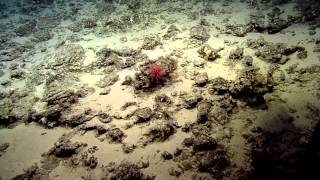 Coral and Associates of the Deep Ocean Seamounts | Nautilus Live