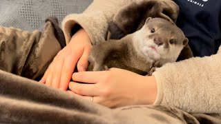 カワウソさくら わちゃわちゃしてるうちにガクンと寝落ちしたカワウソ otter who is busy but suddenly sleeps