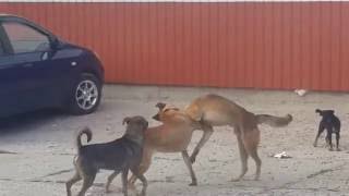 Видео боя собак