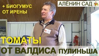 МУЖСКОЙ ПОДХОД к томатам / Рассказ Валдиса Пулиньша о выращивании томатов в Латвии / Клуб Томат