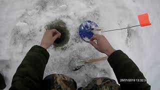 Зимняя рыбалка на реке Ветлуга. Лиса вышла к рыбакам