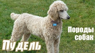 Породы собак. Пудель