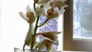 il profvmo в Aromareque | купить духи il profvmo в Украине