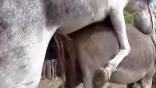 Virgin donkey first time for mating