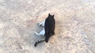 Gay cats