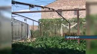 Ջերմոցներ News.armeniatv.com