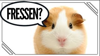 Was 'ne SAUEREI! | (Sprechende Haustiere sucken!)