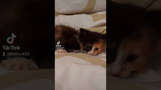 киска.кошка.малышка.красотка.ласкается