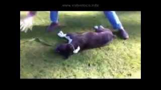 Für Tierfreunde !!! Wiederbelebung eines besten Freundes - Resuscitation of a dog