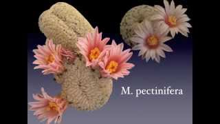 Cactus flowers - Our Mammillaria Collection
