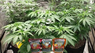How I Keep Fungus Gnats Under Control!