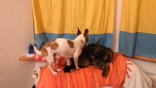 Dog humps Cat - Chihuahua Jack Russel Mix Stink loves Mr Cat just a little bit too much